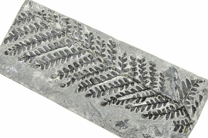 Carboniferous Fossil Fern (Odontopteris) - France #378108